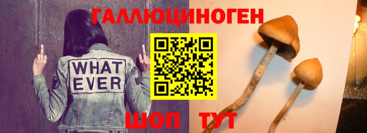 Галлюциногенные грибы прущие грибы Дербент